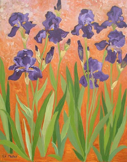 Iris violets